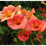 Μπιγκόνια Μεγανθής