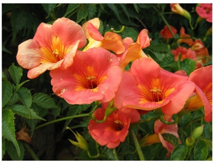 Μπιγκόνια Μεγανθής