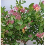 Αγιόκλημα Ροζ - Lonicera japonica rosa