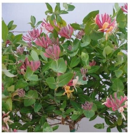 Αγιόκλημα Ροζ - Lonicera japonica rosa
