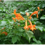 Μπιγκόνια Καπένσις 1.30 - 1.50 μ