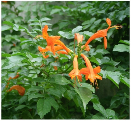 Μπιγκόνια Καπένσις 1.30 - 1.50 μ