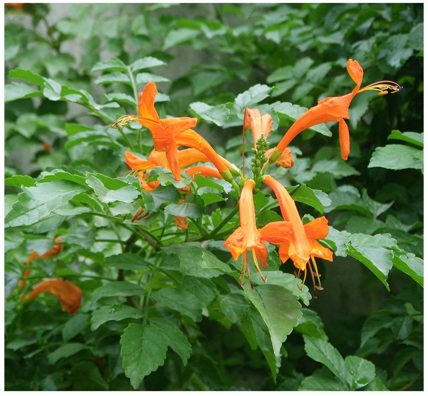 0000020.jpg Μπιγκόνια Καπένσις 1.30 - 1.50 μ - Image 1