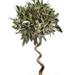 Ελιά Μπάλα Σπιράλ