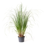 CORTADERIA SELLOANA - GYNERIUM ARGENTEUM MIX COLOR - ( Γυνέριο )