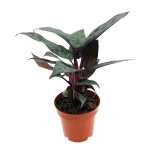 Apoballis acuminatissima