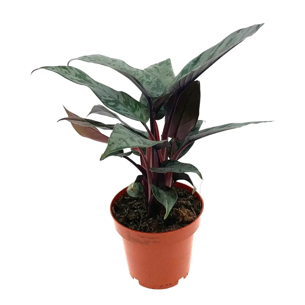 0906d2_a13246036b724a8cba550c4a92a029ab_mv2.jpg Apoballis acuminatissima - Image 1