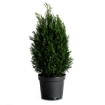 Chamaecyparis Laws. 'ellwoodii'