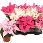 Αλεξανδρινό - Ποινσέτια Ροζ