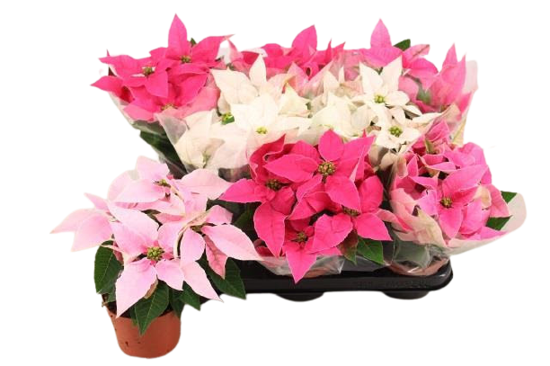 0M13ixFlYz2MkeOYv2jDo4eQ2YC8jaTV.png Αλεξανδρινό - Ποινσέτια Ροζ - Image 1