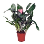 Αιχμέα - Aechmea fasciata
