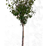 Αχλαδιά Κοντούλα