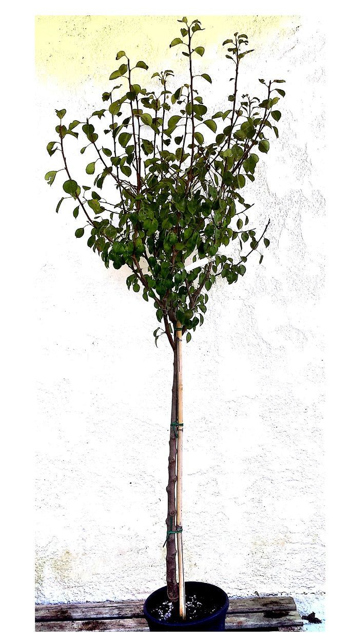 1.50-1.80cm.jpg Αχλαδιά Κοντούλα - Image 1