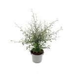 Κορόκια - Corokia Cotoneaster