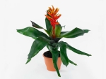 Aechmea 'pepita Elegant Flames'