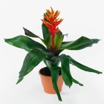 Aechmea 'pepita Elegant Flames'