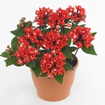 Bouvardia Bellevardia amora beja