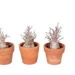 Adenium “ansu” baobab