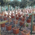 Ελιά Μπάλα πλεκτή