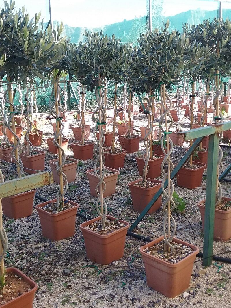 2-_-7-_-2.jpg Ελιά Μπάλα πλεκτή - Image 1