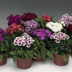 Γαρύφαλλο των ποιητών - Diabunda Purple Dianthus