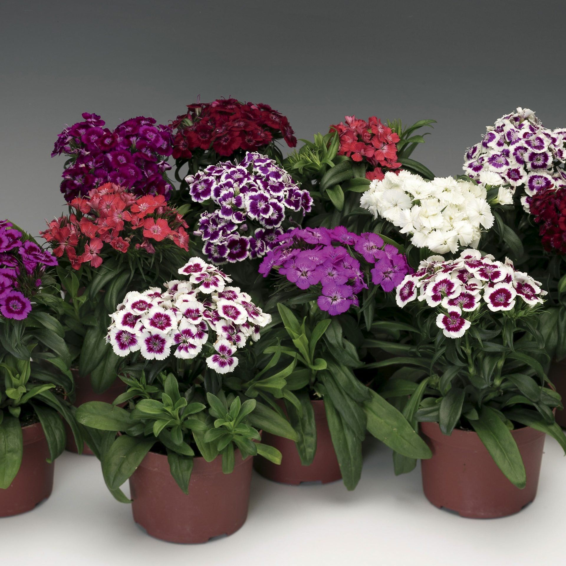 29940-1-Dianthus_Barbarini_Formula_Mixture.jpg Γαρύφαλλο των ποιητών - Diabunda Purple Dianthus - Image 1