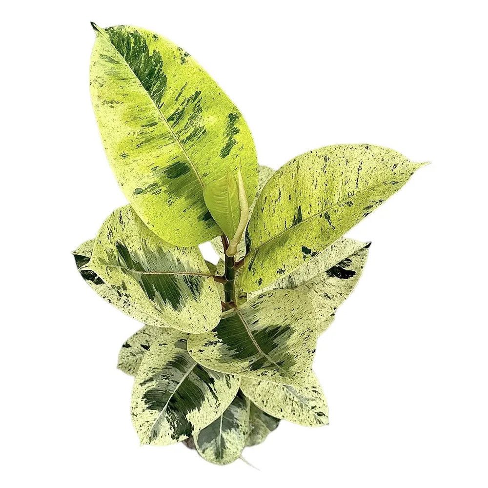 3361bb5b2b9000afd8f524cd697d26e1.jpg Φίκος - Ficus Elastica Shivereana Variegata - Image 1