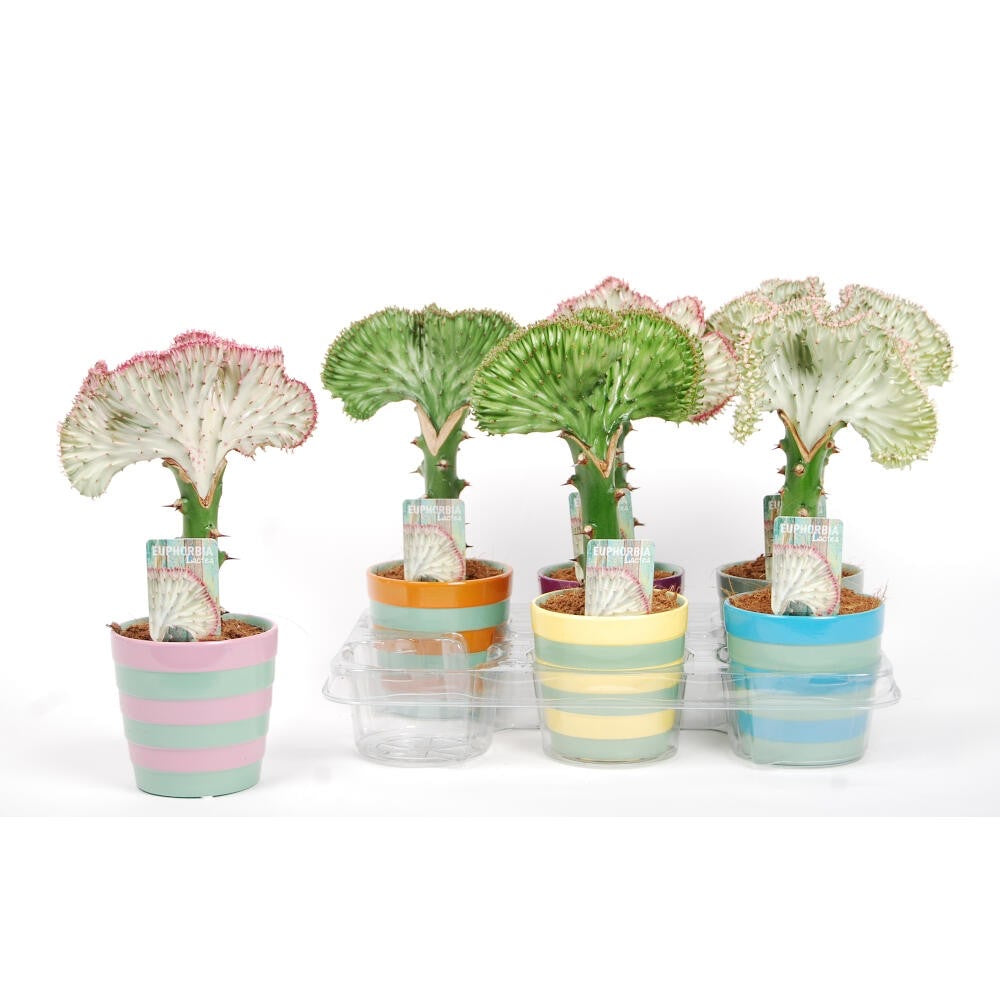 3A8287B8-88D5-4CBE-A620-36FCCB964635.jpg Euphorbia lactea cristata - Image 1