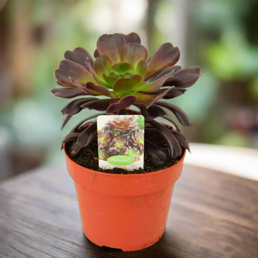 3_81cd86c1-c39a-4f7e-ae31-2101430a409b.jpg Αιώνιο - Aeonium Arboreum black - Image 1