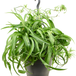 Χλωρόφυτο - Chlorophytum comosum 'Green Bonnie'