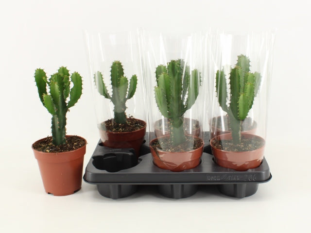 50f621e8-a1c3-3bc1-b760-0240b8dec882.jpg Euphorbia Vertakt - Image 1