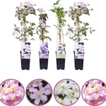 Clematis ov mix - Κληματίδα