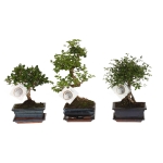 Bonsai ...mix