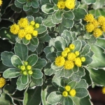 Ajania Silver and Gold - Χρυσάνθεμο