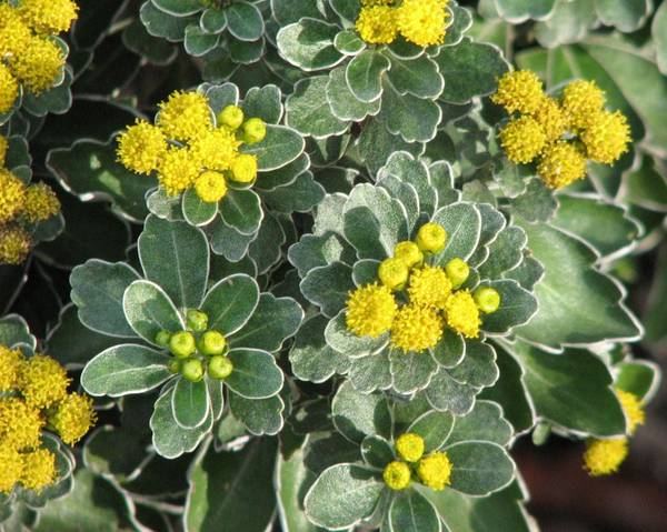 600x480.jpg Ajania Silver and Gold - Χρυσάνθεμο - Image 1