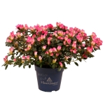 Αζαλέα - Azalea - Image 2