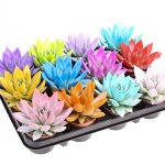 Εχεβέρια - Echeveria miranda rainbow