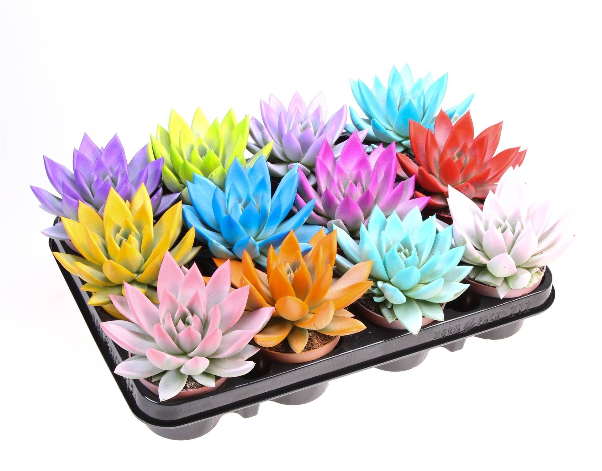 6996363b-82d3-4f5e-ada8-c3989abae625.jpg Εχεβέρια - Echeveria miranda rainbow - Image 1
