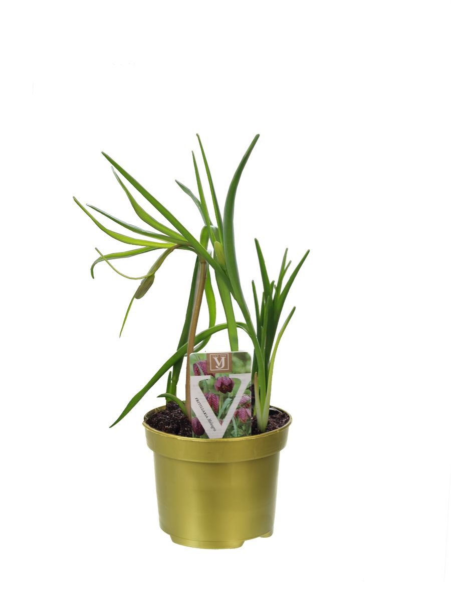 6v76ieusmhjlijk5rocogsa57e9qnqu83lv5cmi7_big.jpg Fritillaria meleagris - Image 1