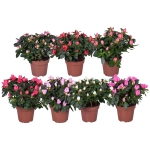 Αζαλέα - Azalea - Image 3