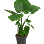 Αλοκάσια - Alocasia gageana 'California'
