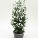 Chamaecyparis laws. 'Ellwoodii' Met sneeuw