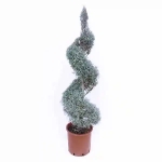 Cupressus arizonica glauca "Fastigiata" Mini Spiral