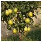 Αχλαδιά Νάνα