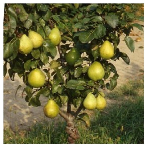 9fp15_w_3.jpg Αχλαδιά Νάνα - Image 1