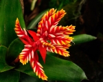 Aechmea 'pepita Elegant Flames' - Image 2