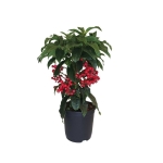 Ardisia Crenata - Αρντίσια