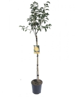 Αχλαδιά Κρυστάλλι Βουτύρου - Image 2