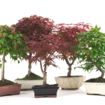 Bonsai Acer