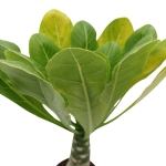 Μπριχάμια – Brighamia insignis “Hawaiian palm” - Image 2